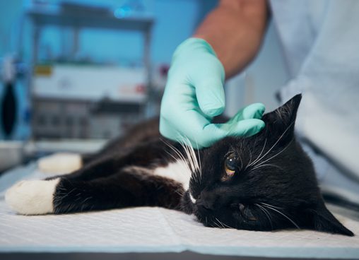 cat-at-animal-hospital